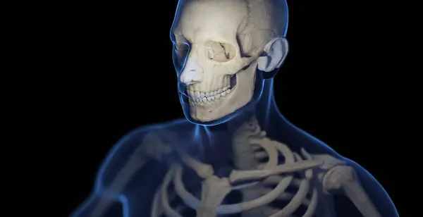 男性の骨格システム イラスト — ストック写真