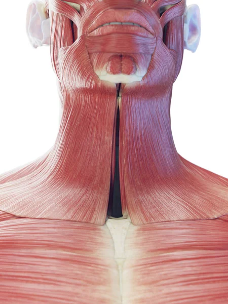 颈部肌肉 背景图 — 图库照片