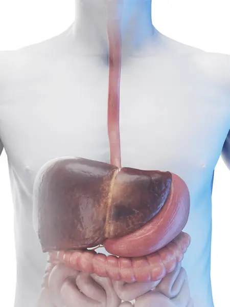 Male Digestive Organs Illustration — Stock Photo, Image