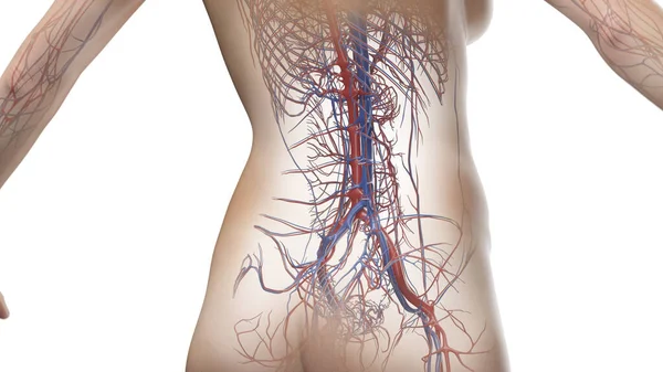 Sistema Vascular Abdômen Pelve Ilustração — Fotografia de Stock