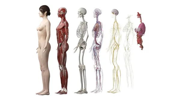 Ludzkie Systemy Anatomiczne Ilustracja — Zdjęcie stockowe