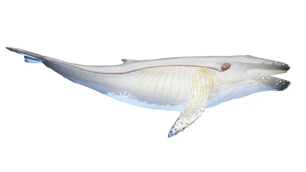 Ілюстрація Китової Анатомії — стокове фото