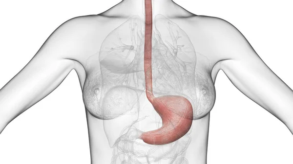 胃のイラスト — ストック写真
