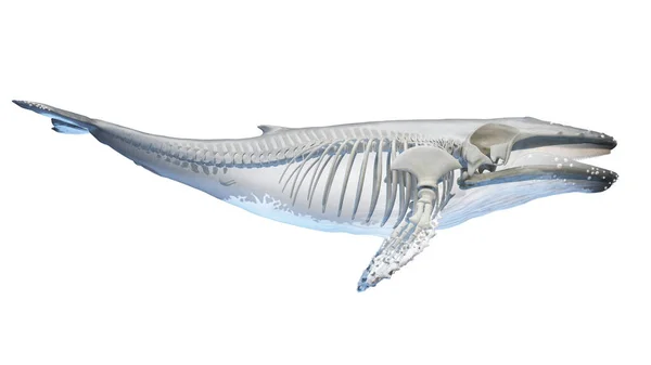 Anatomie Des Baleines Illustration Sur Fond — Photo