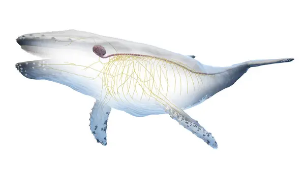 Иллюстрация Анатомии Китов — стоковое фото