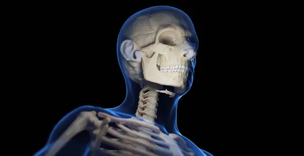 Erkek Iskelet Sistemi Resimleme — Stok fotoğraf