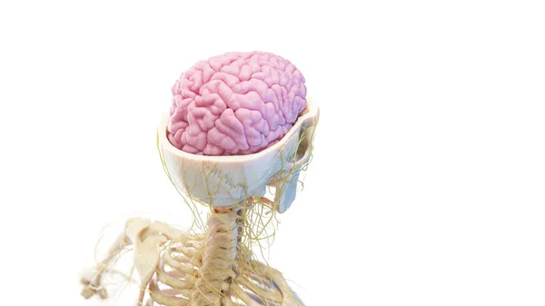 Craniu Creier Ilustrație — Fotografie, imagine de stoc