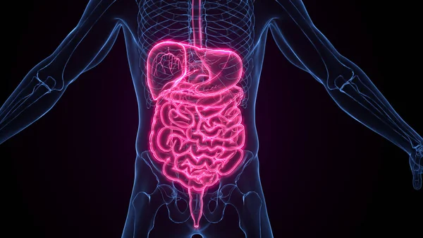 Male Digestive System Illustration — Stock Photo, Image