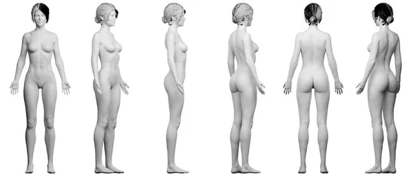 女性の体のイラスト — ストック写真