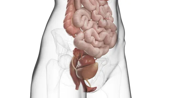 Internal Organs Abdomen Pelvis Illustration — Stock Photo, Image