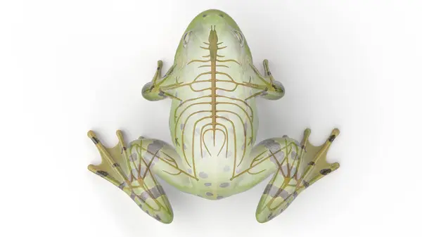Kurbağa Sinir Sistemi Illüstrasyon — Stok fotoğraf