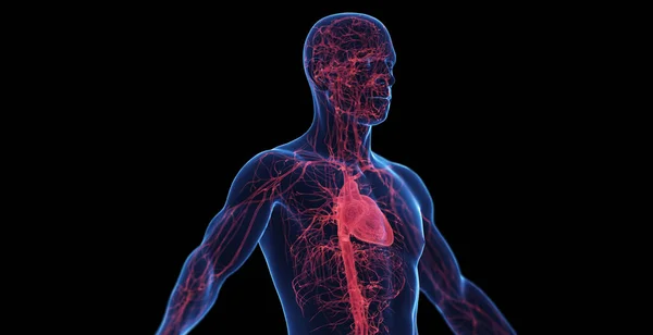 Mužský Kardiovaskulární Systém Ilustrace — Stock fotografie