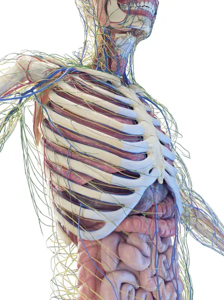 Anatomie Des Menschlichen Oberkörpers Illustration — Stockfoto