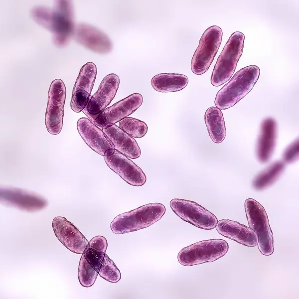 Bactérias Aeromonas Ilustração Computacional Trata Bacilo Gram Negativo Forma Bastonete — Fotografia de Stock
