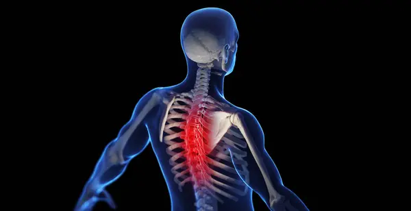 Male Thoracic Spine Illustration — Stock Photo, Image