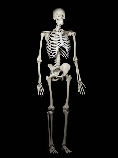 Abbildung Des Menschlichen Skeletts — Stockfoto