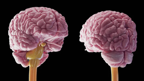 Иллюстрация Человеческого Мозга — стоковое фото