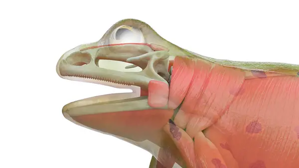 カエルの筋肉システム イラスト — ストック写真