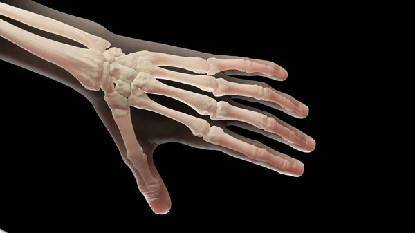 Bones Left Hand Illustration — Stock Photo, Image