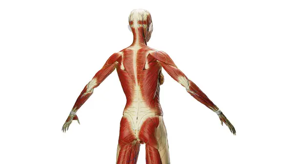 Sistema Muscular Ilustración Sobre Fondo — Foto de Stock