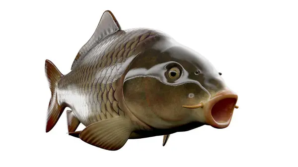 Ілюстрація Рибної Анатомії — стокове фото