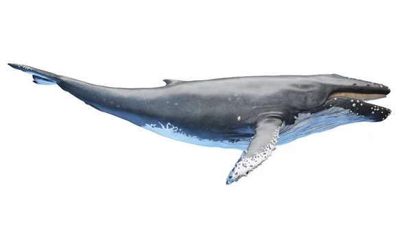 Anatomia Baleia Ilustração Sobre Fundo — Fotografia de Stock