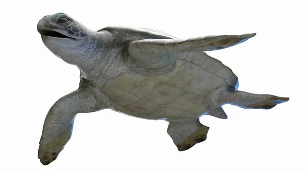 Illustration Havskildpadde - Stock-foto