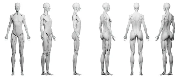 Músculos Femininos Ilustração Sobre Fundo — Fotografia de Stock