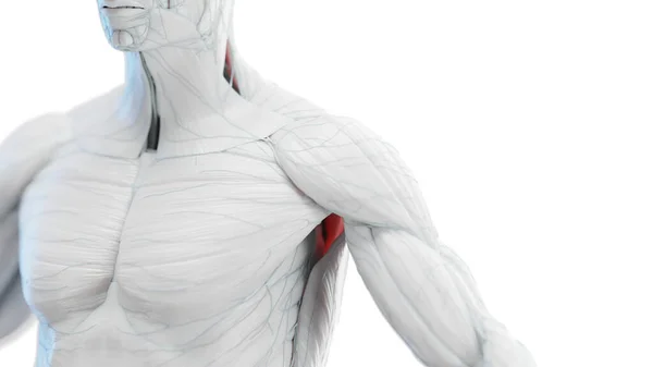 男性の胸と腕の筋肉 イラスト — ストック写真