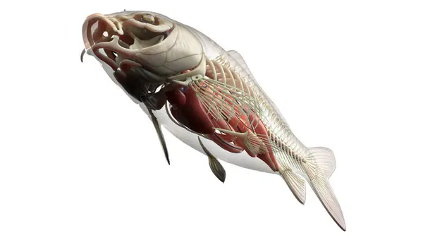 Illustration Der Fischanatomie — Stockfoto