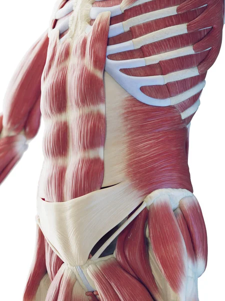 Männliche Bauchmuskeln Illustration — Stockfoto