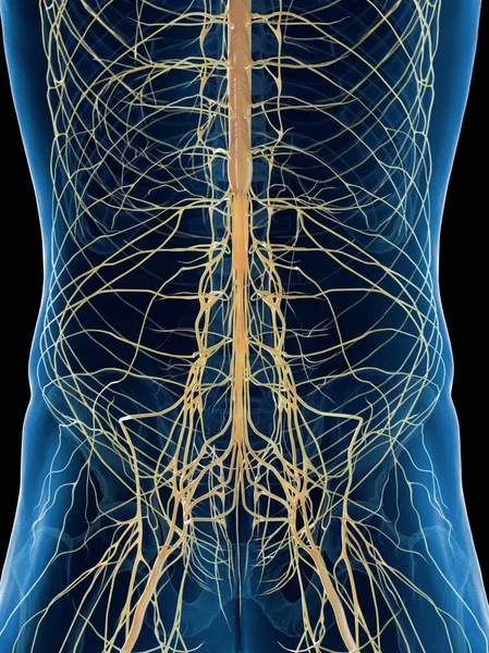 Manliga Nervsystemet Illustration — Stockfoto