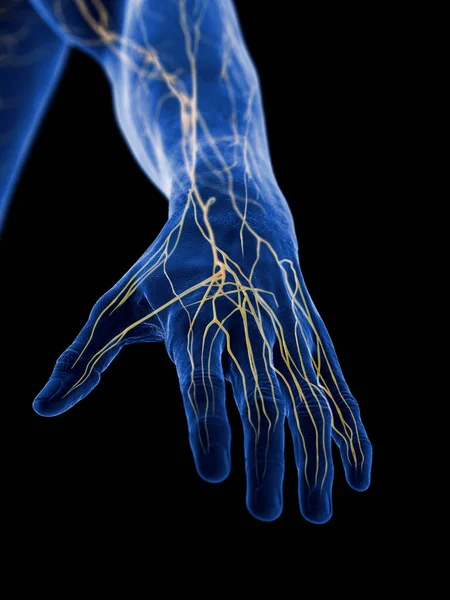 Nervos Mão Ilustração — Fotografia de Stock