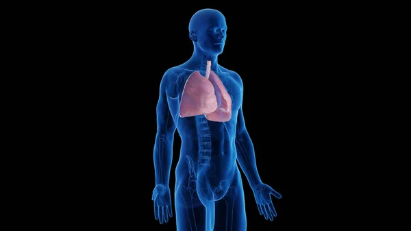 Apparato Respiratorio Maschile Illustrazione — Foto Stock