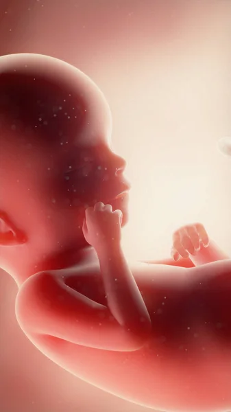 Foetus 일러스트레이션 — 스톡 사진