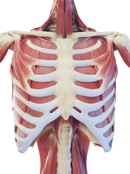 Sistema Muscular Del Torso Ilustración — Foto de Stock