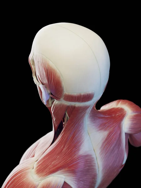 Muscles Head Upper Back Illustration — Stock Photo, Image