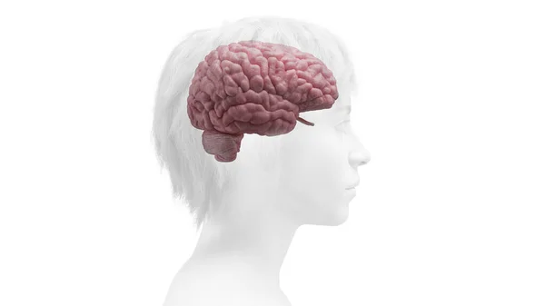 Illustrazione Del Cervello Umano — Foto Stock