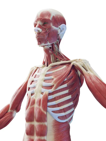 Sistema Muscular Parte Superior Del Cuerpo Ilustración —  Fotos de Stock