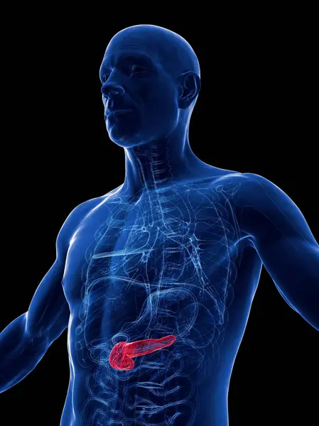 Illustration Human Pancreas — Stock Photo, Image