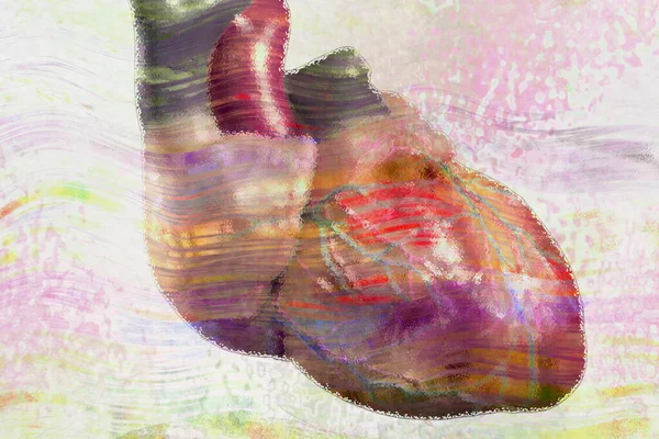 Иллюстрация Человеческого Сердца — стоковое фото