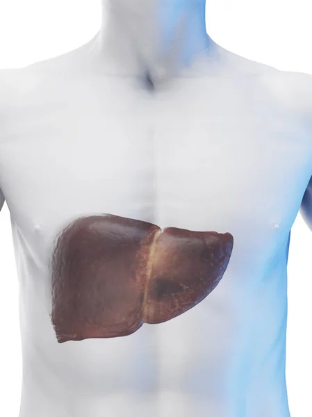 Illustration Male Liver — Stock Photo, Image