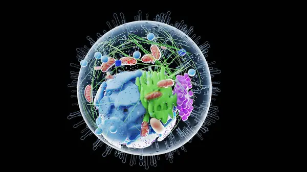 Ilustracja Komórek Ludzkich — Zdjęcie stockowe