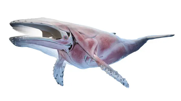 Ilustração Anatomia Baleia — Fotografia de Stock