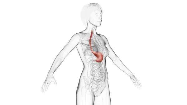 Ilustracja Żołądka Człowieka — Zdjęcie stockowe