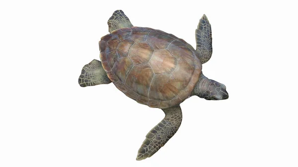 Deniz Kaplumbağası Çizimi — Stok fotoğraf