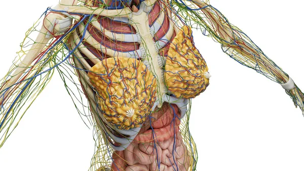躯干的内部器官 — 图库照片