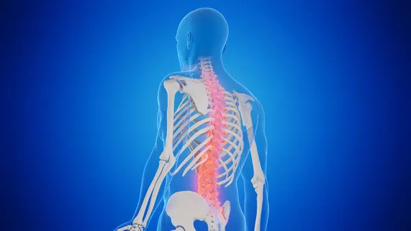 Illustration Male Spine — Stock Photo, Image