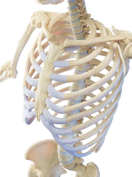 Système Squelettique Torse Illustration — Photo