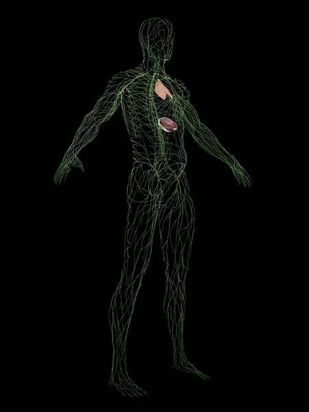 Sistema Inmunológico Masculino Ilustración — Foto de Stock